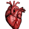 heart, nurse, health-5079717.jpg